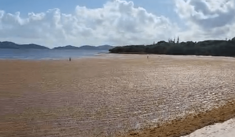 Lindquist Beach Closed to Swimming Due to Heavy Sargassum Accumulation